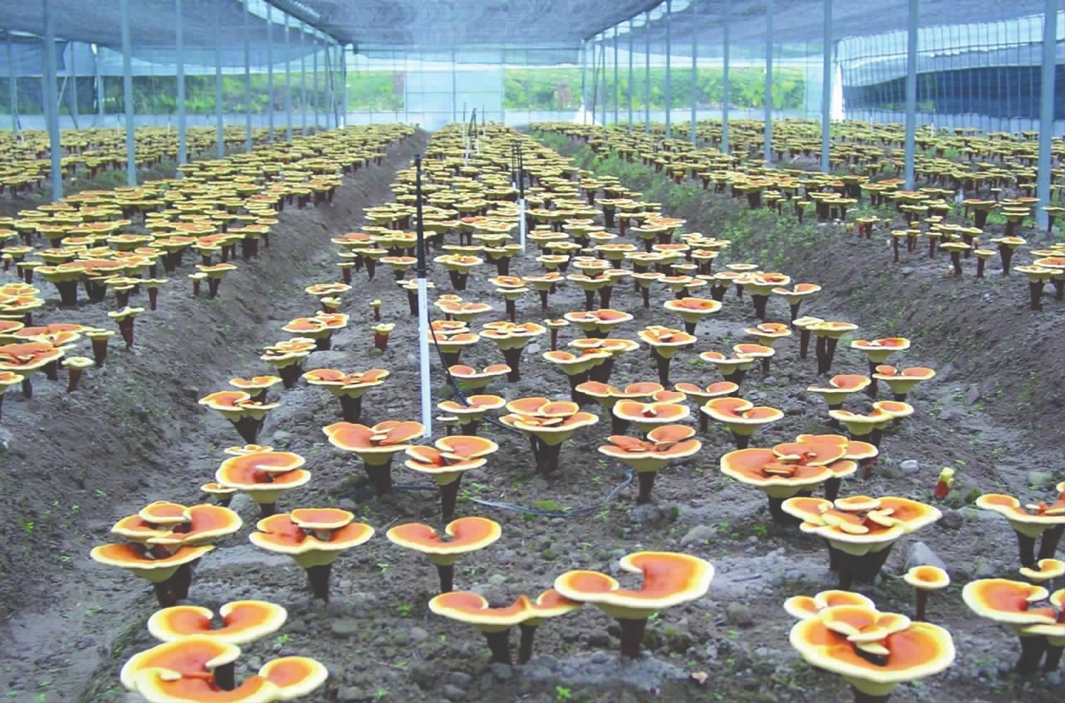 靈芝合作種植技術(shù)指導(dǎo) 攜手武漢澤潤(rùn)鑫聚農(nóng)業(yè)科技，共享豐收成果