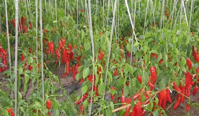 立體種植蔬菜技術(shù) 現(xiàn)代農(nóng)業(yè)種植技術(shù)的創(chuàng)新實(shí)踐