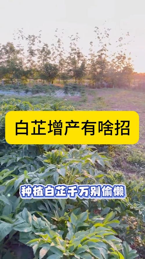 中藥材種植# #中藥材種植技術# #中草藥種植# #農業種植# #三農種植